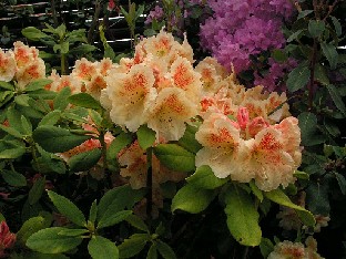 P5121041_Paprika_Spiced Rhododendron 'Paprika Spiced'