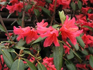 P5121044_Biskra Rhododendron 'Biskra'