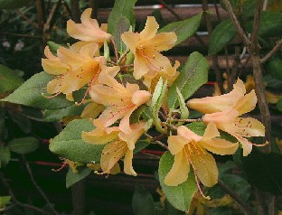 P5121046_Biskra_x_cinnabarinum_ssp_xanthocodon Rhododendron 'Biskra' x cinnabarinum ssp. xanthocodon