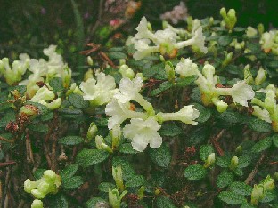 P5121048_sargentianum Rhododendron sargentinianum