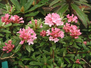 P5121056_trichostomum Rhododendron trichostomum