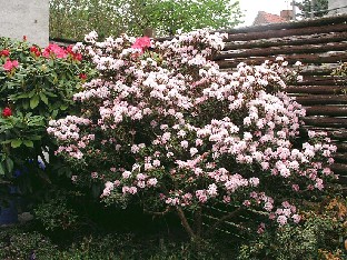P5121062_trichostomum Rhododendron trichostomum
