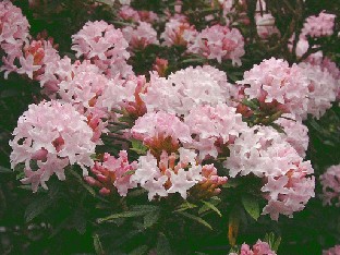 P5121063_trichostomum Rhododendron trichostomum