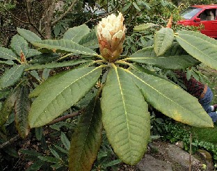 P5100950_macabeanum_x_tigerstedtii Rhododendron macabeanum x brachycarpum ssp. tigerstedtii