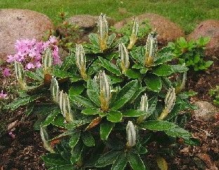 P5121136_roxieanum_var_cucullatum Rhododendron roxieanum var. cucullatum