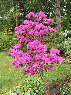 P5121139_mahtava_concinnum Rhododendron concinnum