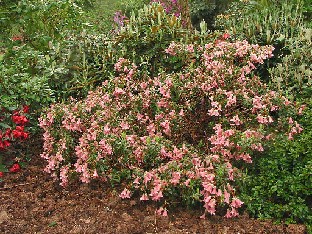 P5121140_campylogynum Rhododendron campylogynum