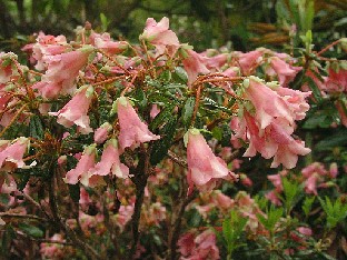P5121141_campylogynum Rhododendron campylogynum