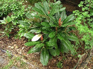 P5121147_ehka_R_Grandia_kesangiae Rhododendron kesangiae