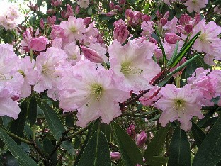 P5110970_fortunei Rhododendron fortunei
