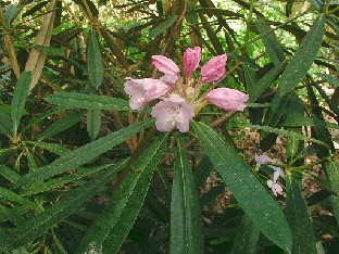 P5110972_adenopodum Rhododendron adenopodum