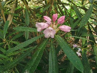 P5110972_adenopodum Rhododendron adenopodum