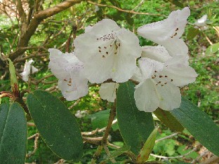 P5110974_wallichii Rhododendron wallichii