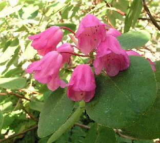 P5110976_orbiculare Rhododendron orbiculare