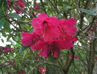 P5110984_eudoxum Rhododendron eudoxum