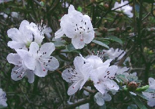 P5110987_leucaspis Rhododendron leucaspis
