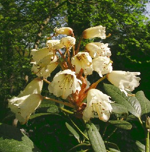 P5110991_wightii Rhododendron wightii