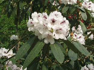 P5110992_uvariifolium Rhododendron uvariifolium