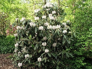 P5110993_uvariifolium Rhododendron uvariifolium