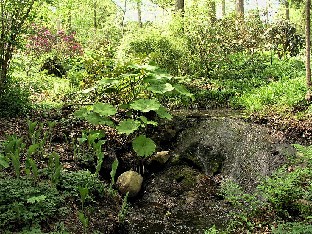 P5110994_rhodolaakson_puro Brook in the rhododendron valley Puro alppiruusulaaksossa