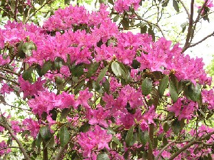 P5110997_concinnum Rhododendron concinnum