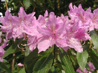 P5110999_searsiae Rhododendron searsiae