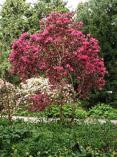 P5111000_Prometheus_x_williamsianum_hybrid Rhododendron hybrid 'Prometheus' x williamsianum