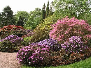 P5111001_Göteborg_lepidootit_ja_atsaleoja Lepidotes and azaleas Lepidootteja ja atsaleoja