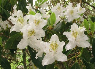 P5111005_yunnanense Rhododendron yunnanense