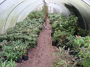 P5100956_rhodoja Rhododendrons in pots Alppiruusuja poteissa