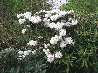 P5100962_komeita_rhodoja_pihalla A beautiful rhododendron bloomed in the garden Kaunis alppiruusu kukki puutarhassa