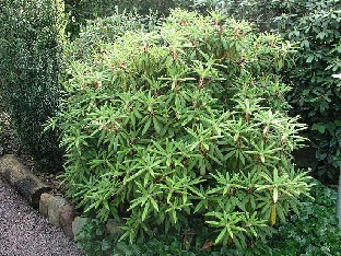 P5131283_strigillosum_taitaa_olla_1024px Rhododendron strigillosum