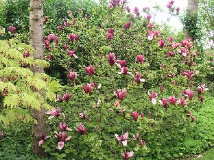 P5131299_Magnolia_Nigra_1024px Magnolia liliiflora 'Nigra'