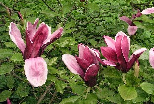 P5131300_Magnolia_Nigra_1024px Magnolia liliiflora 'Nigra'