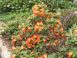 P5131304_dichroanthum_1024px Rhododendron dichroanthum