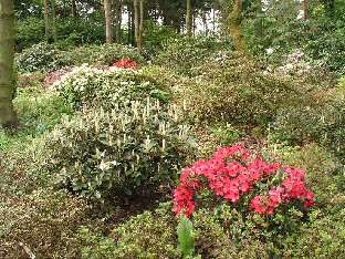 P5131160_Hvidbjerg_rhodometsää View into the Rhododendron forest Näkymä rhodometsään