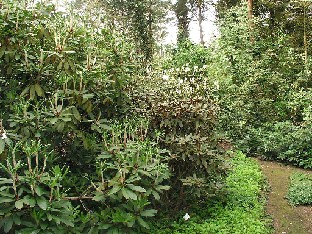 P5131166_komeita_versoja Path in the woodland garden Polku metsäpuutarhassa