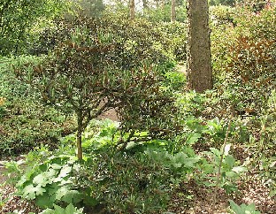 P5131178_vehreytta_polun_varrella Great looking rhododendrons and other plants Komeita alppiruusuja ja muita kasveja