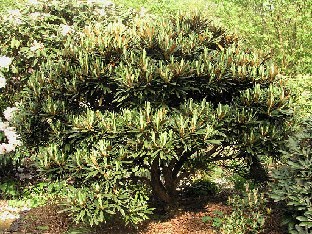 P5131183_roxieanum Rhododendron roxieanum