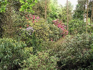 P5131195_Hvidbjerg_rhodometsää Rhododendrons in woodland garden Alppiruusuja metsäpuutarhassa