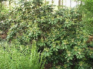 P5131197_brachycarpum_Ebino Rhododendron brachycarpum Mt. Ebino