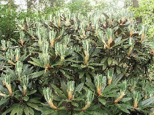 P5131200_alutaceum_var_russotinctum Rhododendron alutaceum var. russotinctum