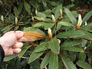 P5131202_bureavii Rhododendron bureavii