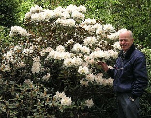 Svend_and_yakushimanum_x_lanatum Svend Aage Askjær, Rhododendron degronianum ssp. yakushimanum x lanatum