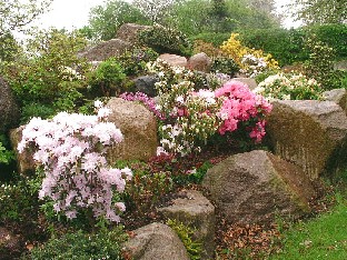 P5121064_kaernehuset_kivikko Rocks and Rhododendrons Kiviä ja alppiruusuja