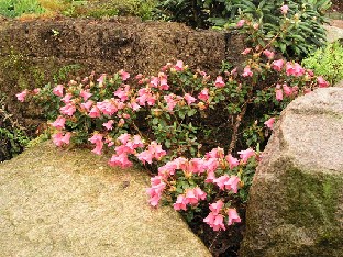 P5121069_campylogynum Rhododendron campylogynum