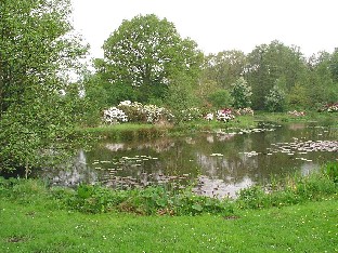 P5121073_lampi_ja_rhodoja_rannalla Large pond in the garden Puutarhan suuri lampi