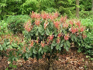 P5121086_ehka_vernicosum Rhododendron vernicosum