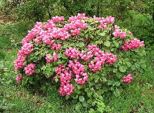 P5121091_orbiculare Rhododendron orbiculare