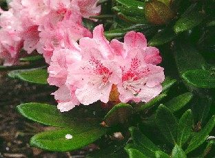 P5121098_Pretty_Dane Rhododendron 'Pretty Dane'